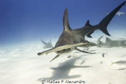 Hammerhead sharks in The Bahamas. Shot this amazing anima... by Matias P Alexandro 